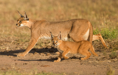 caracal